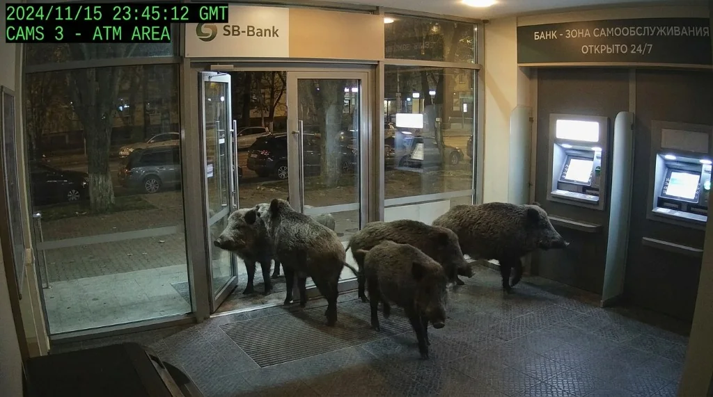 Illustration mehrerer Wildschweine im Eingangsbereich einer Bank