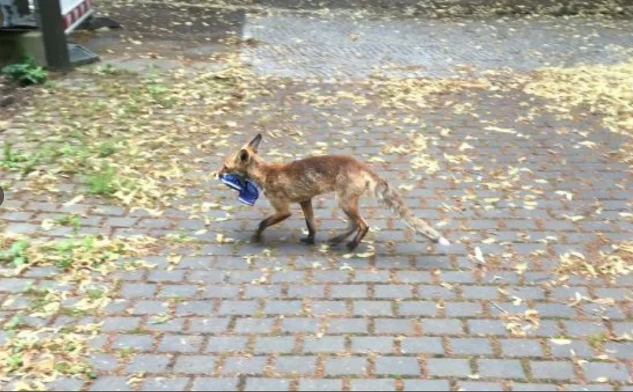 Fuchs trägt einen blauen Schuh über einen gepflasterten Weg